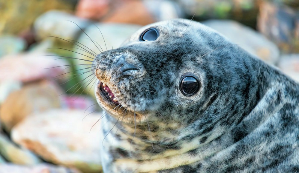 Golspie Inn Visitor Information :: History, Golf, Wildlife & North ...